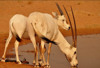 CONSERVATION DRIVE MIT1