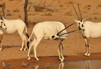 CONSERVATION DRIVE MIT2