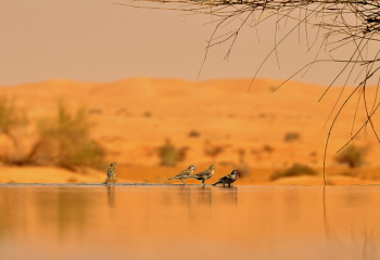 CONSERVATION DRIVE MIT4