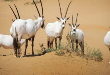 Heritage Dinner Safari info 2