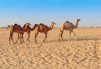 Heritage Dinner Safari8